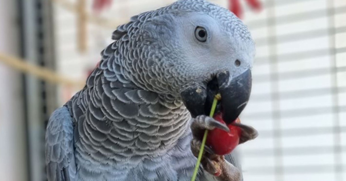 Bezpečnost: na co si dát pozor, když žiješ s papouškem