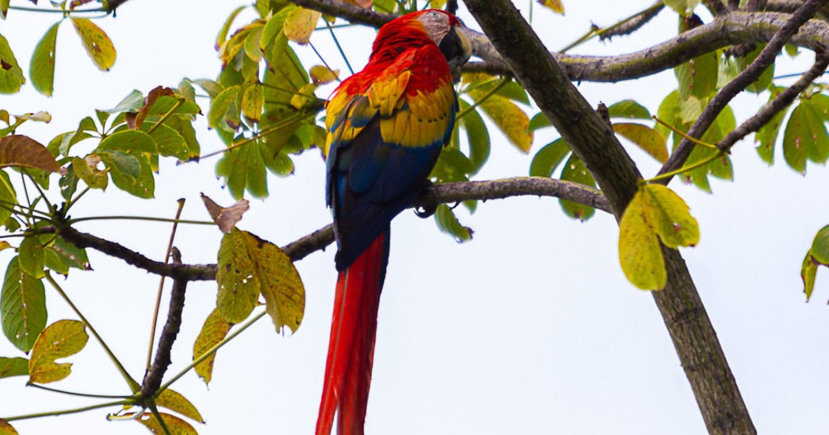 Než si pořídíš papouška: 12 věcí, které bys měl vědět (a opravdu promyslet)
