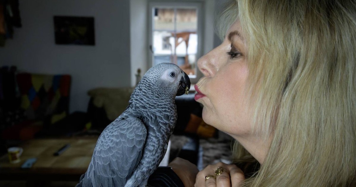 Jak zaměstnat papouška, aby byl v pohodě